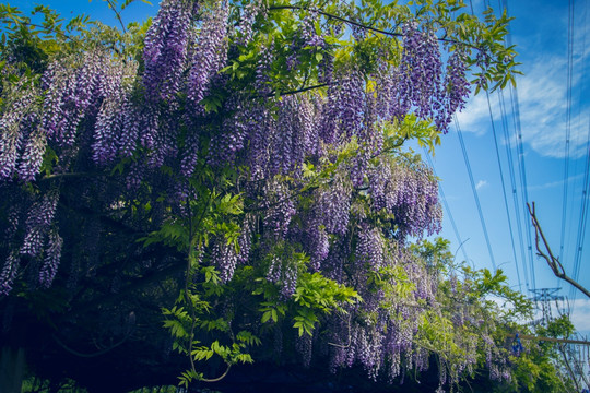 槐树花