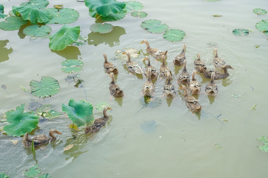 荷塘生态麻鸭子