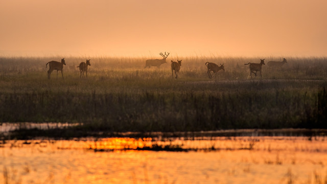 大丰麋鹿保护区的湿地精灵