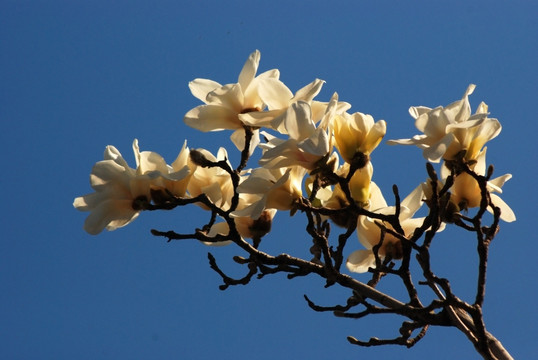 玉兰花