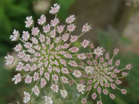 胡萝卜花