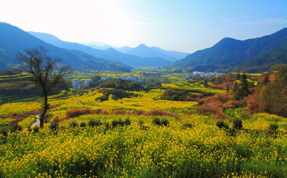 婺源 江岭