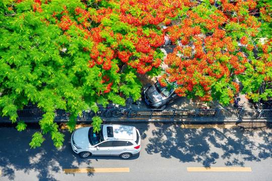 路边花开