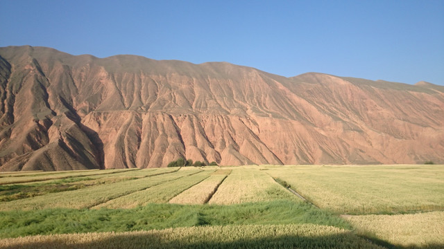 大山下的青稞田