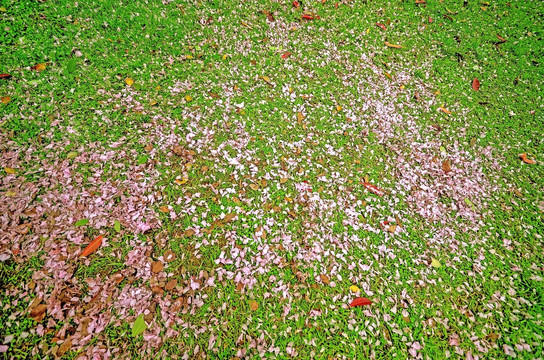 青草地和樱花花瓣