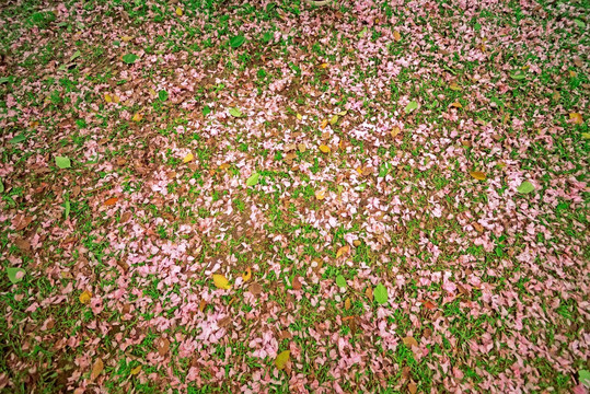 满地樱花花瓣背景素材