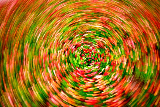 旋焦摄影红色雏菊花圃