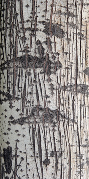 树木纹理