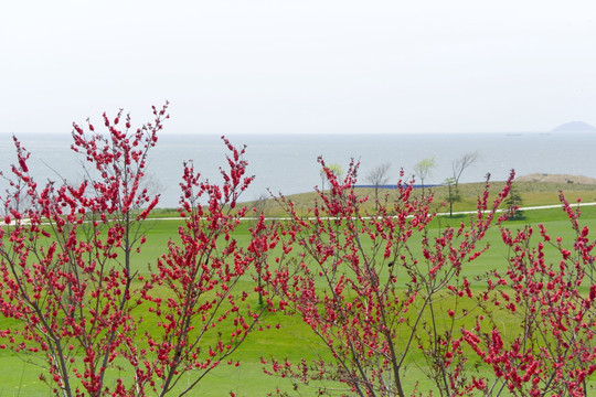 樱花 草地 大海 TIF风景