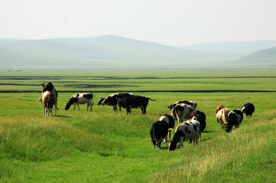 草原上的牛群