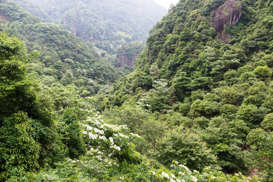 油桐花