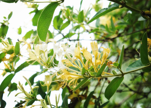 金银花