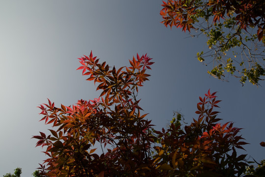 红枫蓝天