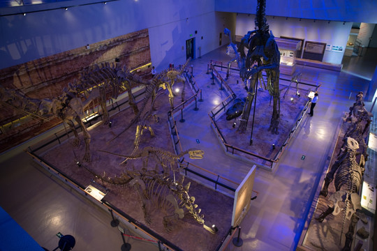 恐龙化石展厅