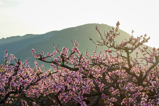 山区桃花