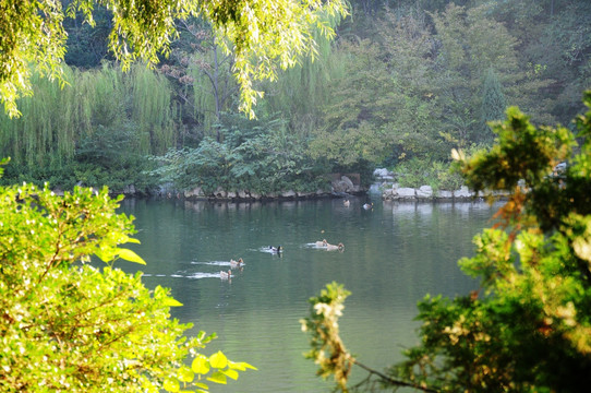 湖中的野鸭