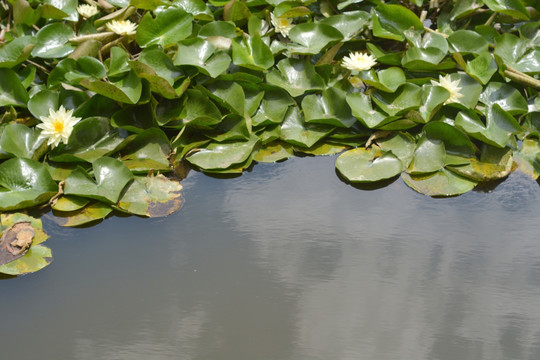 湖面睡莲