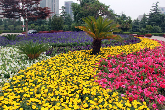 花海花的海洋