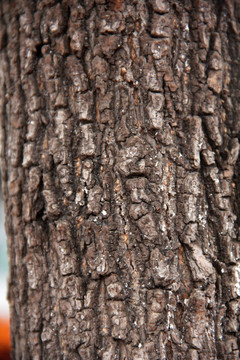 木樨树皮