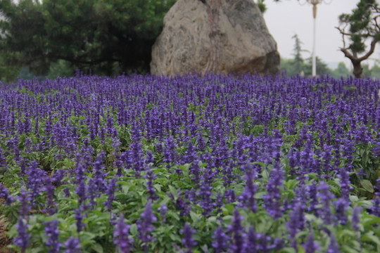 薰衣草