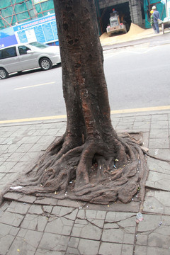 发达的树根