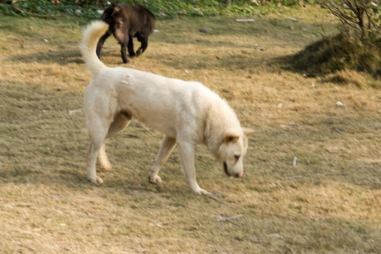 白狗和黑狗