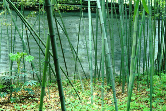 竹林