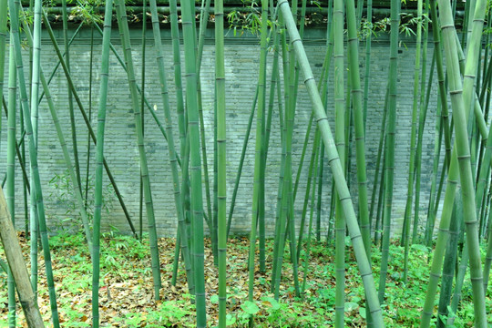 竹林