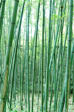 竹林