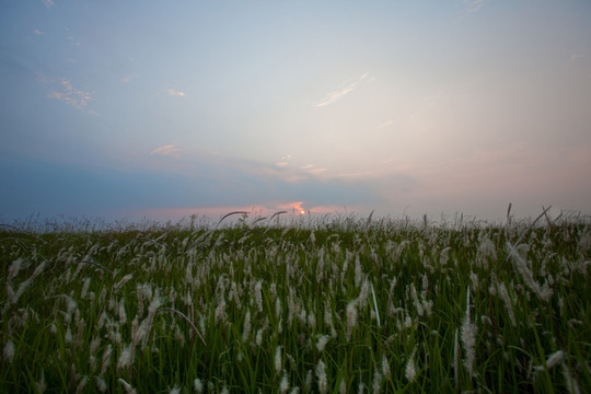 草原 草地 夕阳