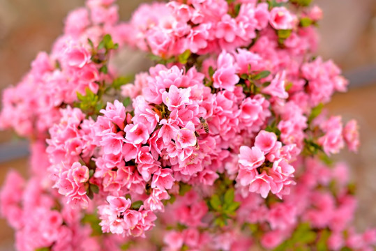 粉色杜鹃花和蜜蜂