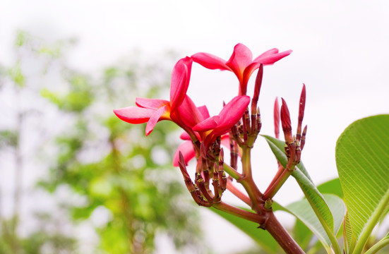 鸡蛋花