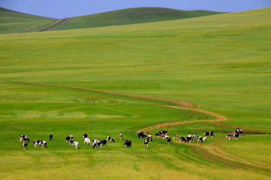草原牧场牛群 弯曲的路