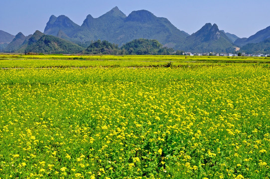 油菜花