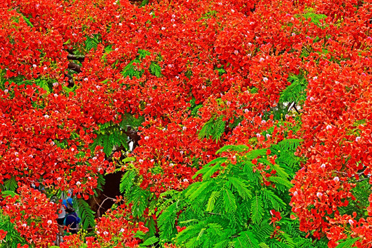 鲜花素材 凤凰花