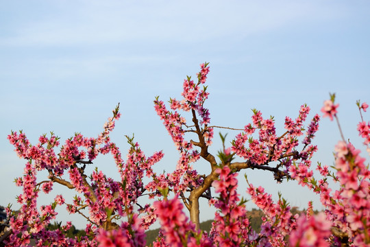 春天桃花