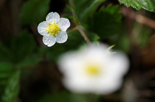 草莓花