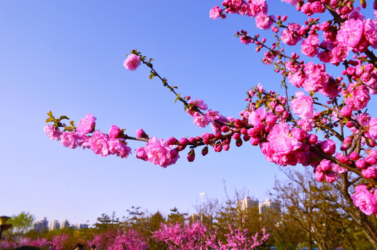 桃花