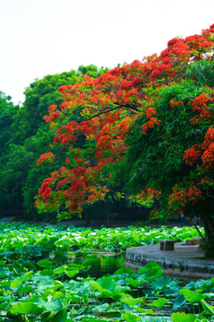 唯美风景