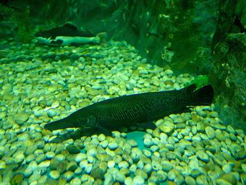 雀鳝鱼水族缸