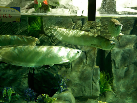 银龙鱼水族鱼缸