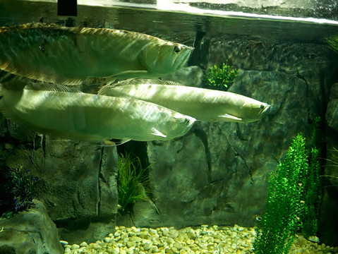 南美鱼类双须骨舌鱼