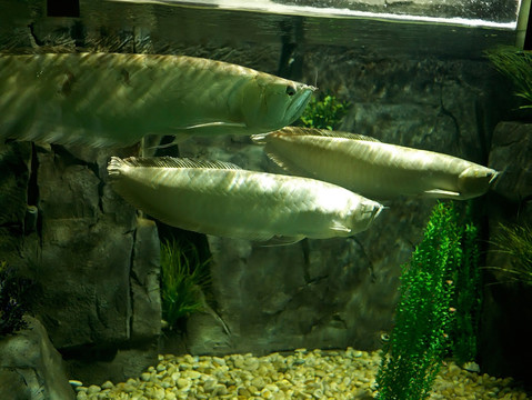 银龙鱼双须骨舌鱼