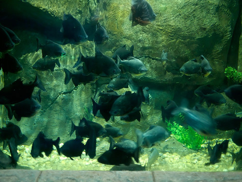 黑银板鱼水族鱼缸