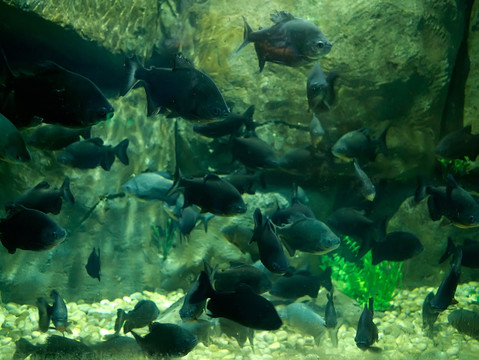 黑银板鱼大型观赏鱼