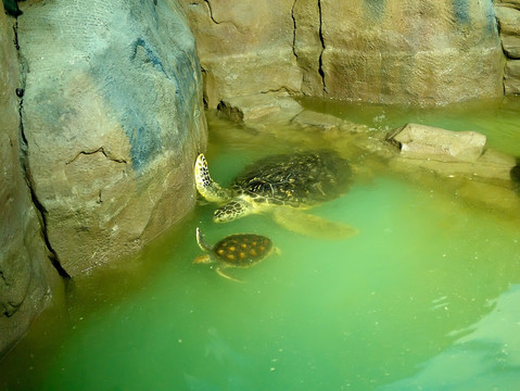 绿海龟