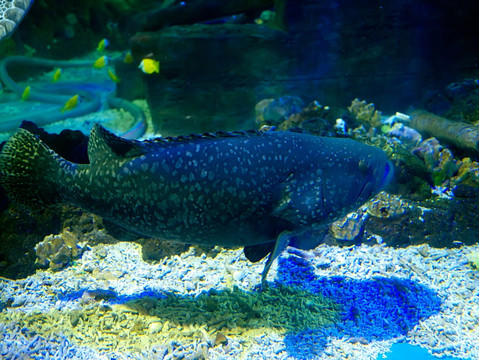 巨石斑鱼