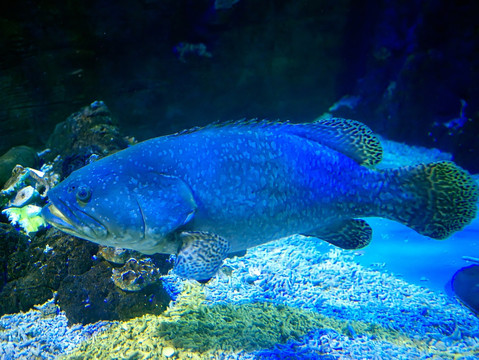 巨石斑鱼