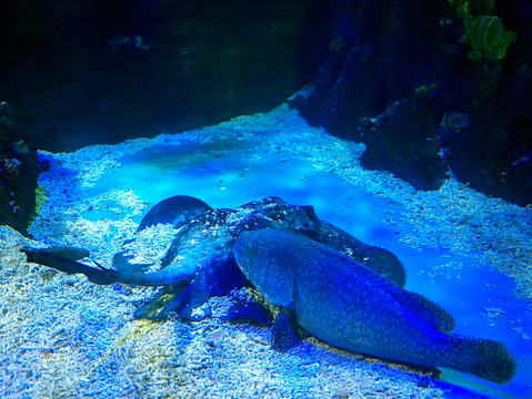 巨石斑鱼和蝠鲼