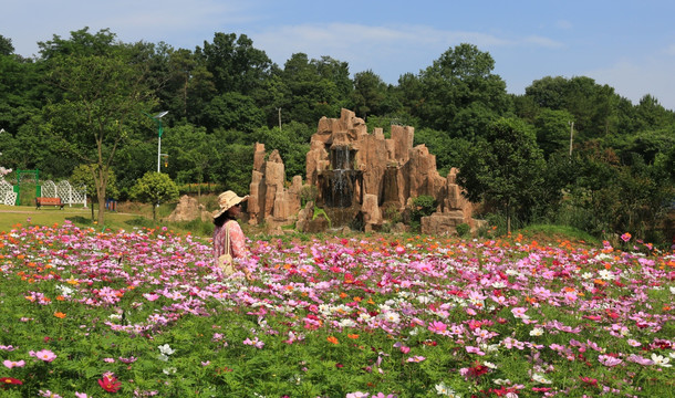 格桑花 花海